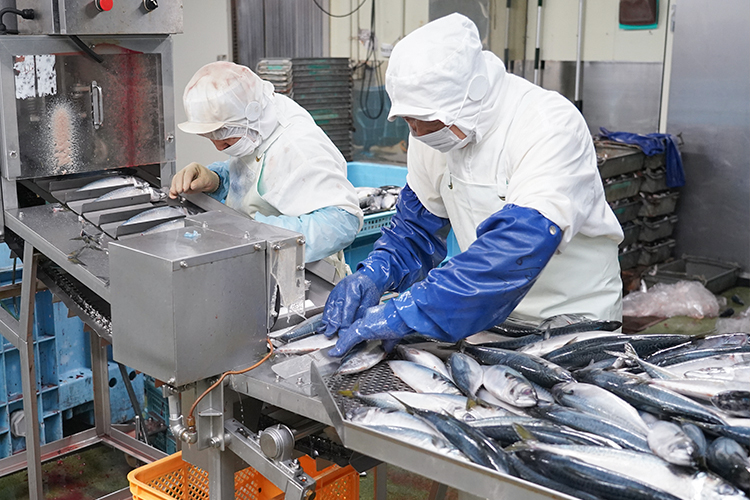 さばを加工している様子